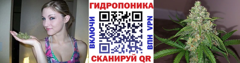 Бошки Шишки сатива  купить наркотики цена  Шацк 